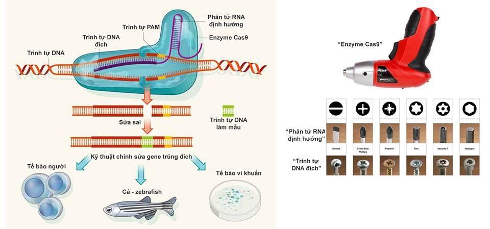 Cơ chế hoạt động của công nghệ chỉnh sửa gen CRISPR