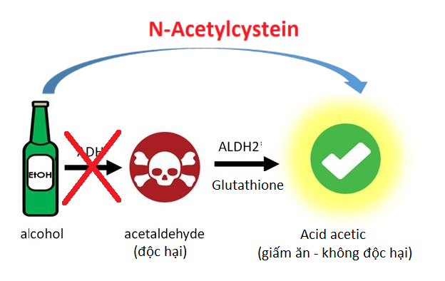 N-acetylcystein tác động trực tiếp vào quá trình chuyển hóa ethanol trong cơ thể