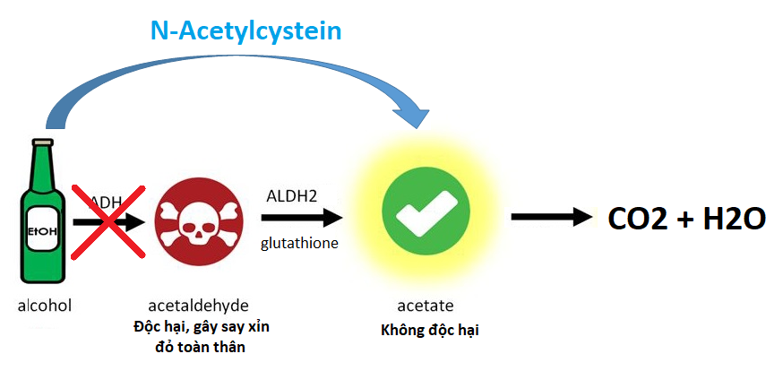 N-Acetylcysteine giúp rượu chuyển hóa trực tiếp thành chất không độc hại