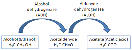 Quá trình chuyển hóa rượu trong gan