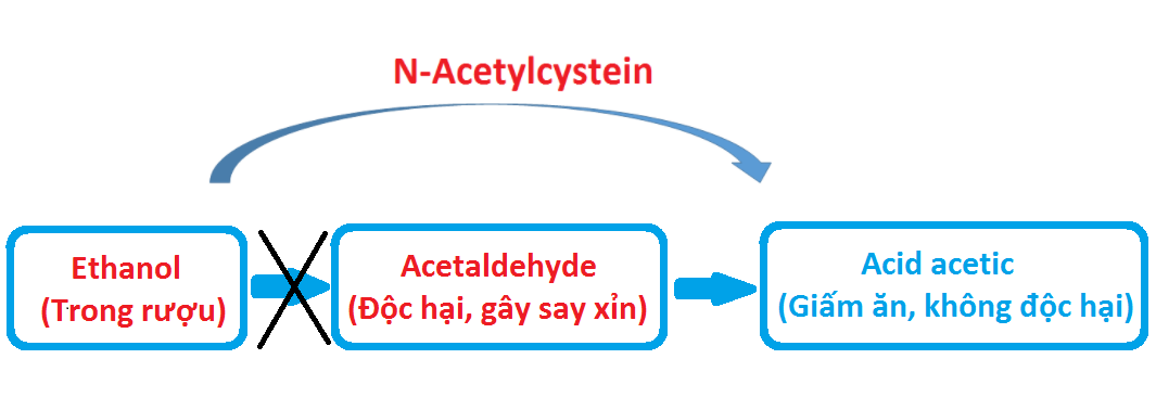 N-Acetylcysteine giúp cơ thể chuyển hóa rượu thành chất không độc hại