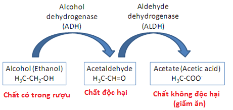 Quá trình chuyển hóa rượu trong cơ thể