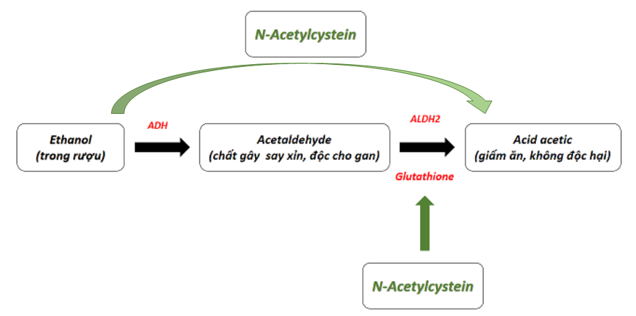 N-Acetylcystein tác động trực tiếp lên quá trình chuyển hóa rượu trong gan