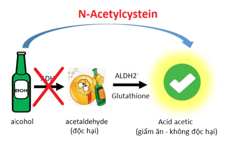 Giảm thiểu tối đa việc hình thành Acetaldehyde dưới tác động của N-Acetylcystein