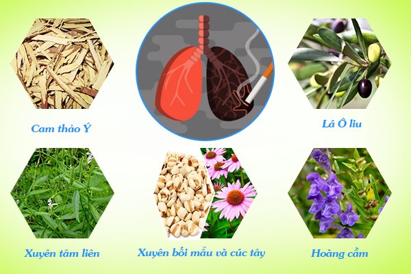 Cách thanh lọc phổi cho người hút thuốc lá đến từ thảo dược thiên nhiên