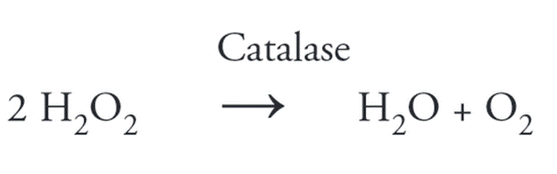 Tác dụng của Enzyme catalase