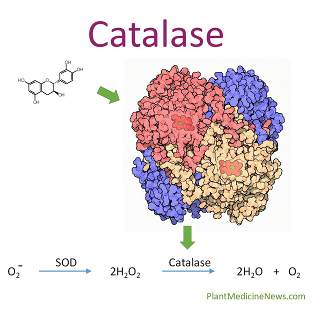 Trong BoniHair có chứa enzyme catalase