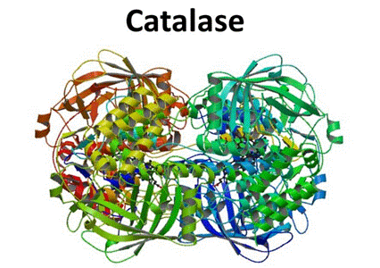 Tóc bạc sớm do thiếu hụt enzyme catalase