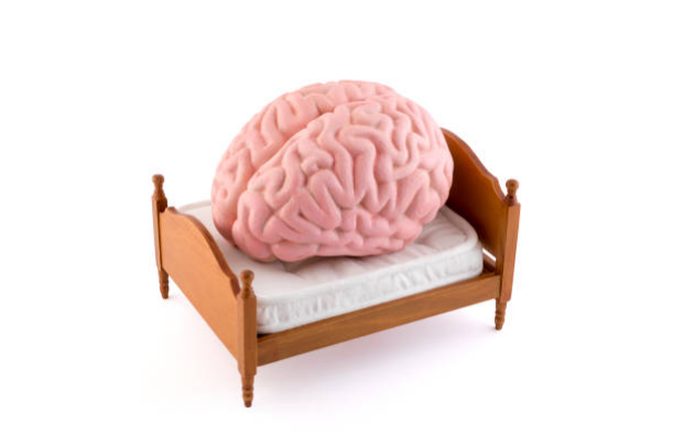 Não bộ là cơ quan quan trọng điều khiển giấc ngủ