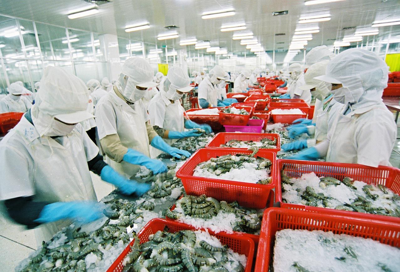 Công nhân chế biến hải sản có tỷ lệ bị suy giãn tĩnh mạch cao