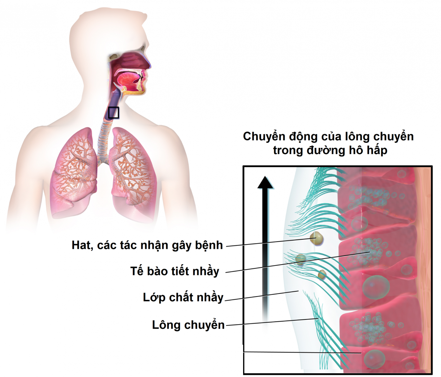 Hệ thống lông chuyển có vai trò lớn trong việc bảo vệ phổi