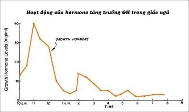 Hoạt động của hormone tăng trưởng HGH trong suốt giấc ngủ