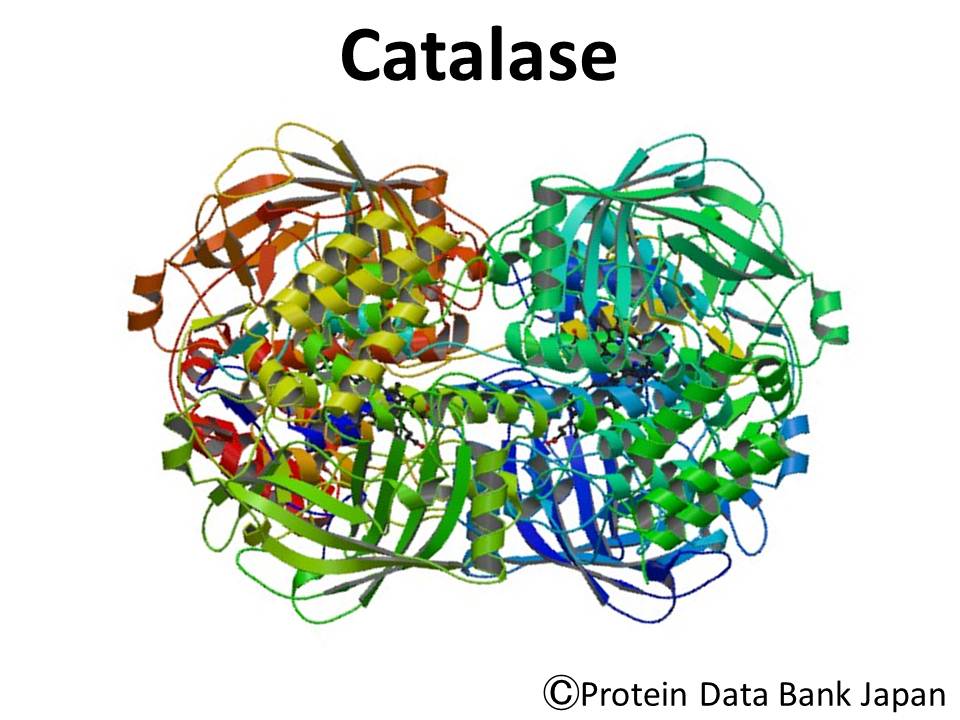 cấu trúc enzyme catalase