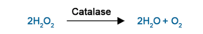 vai trò catalase trong chuyển đổi H2O2
